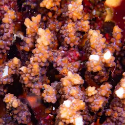 Lesser Knob Coral, photo 6