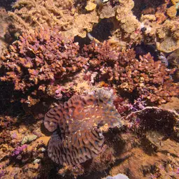 Lesser Knob Coral, photo 7
