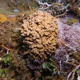 Lesser Knob Coral, photo 8