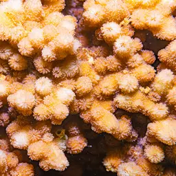 Lesser Knob Coral, photo 1