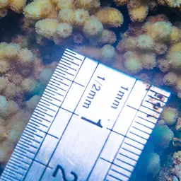 Lesser Knob Coral, photo 9