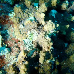 Lesser Knob Coral, photo 10