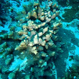 Lesser Knob Coral, photo 11