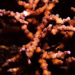 Lesser Knob Coral, photo 12