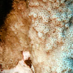 Lesser Knob Coral, photo 2