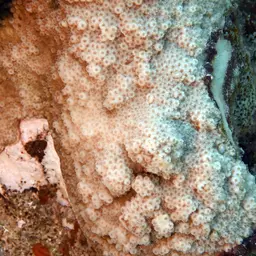 Lesser Knob Coral, photo 3