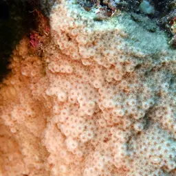 Lesser Knob Coral, photo 4
