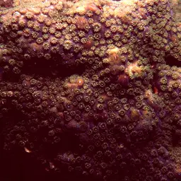 Lesser Knob Coral, photo 1
