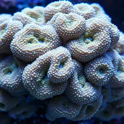 Lesser Knob Coral, photo 2