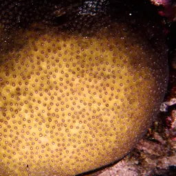 Lesser Knob Coral, photo 2