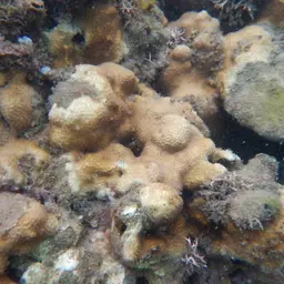 Lesser Knob Coral, photo 3