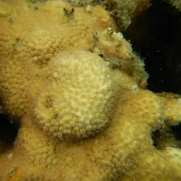 Lesser Knob Coral, photo 4