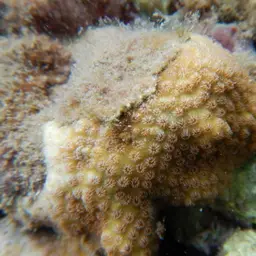 Lesser Knob Coral, photo 5