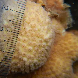 Lesser Knob Coral, photo 6