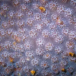 Lesser Knob Coral, photo 7