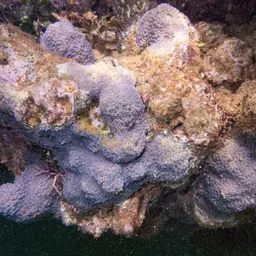 Lesser Knob Coral, photo 8