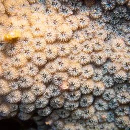 Lesser Knob Coral, photo 9