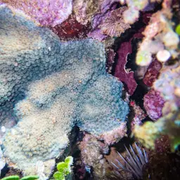 Lesser Knob Coral, photo 10