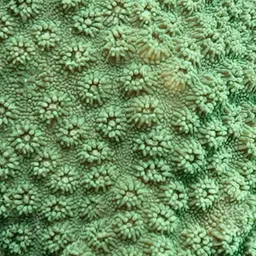 Lesser Knob Coral, photo 11