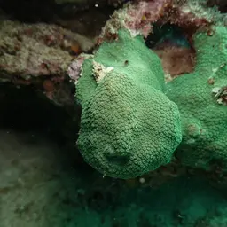 Lesser Knob Coral, photo 12
