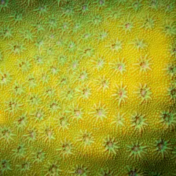 Lesser Knob Coral, photo 1