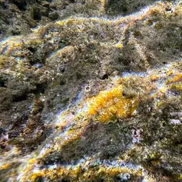 Ocellated Brain Coral, photo 2
