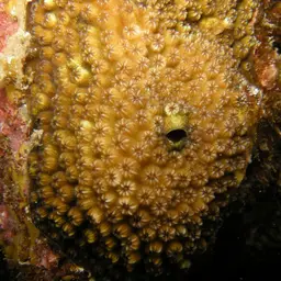 Ocellated Brain Coral, photo 1