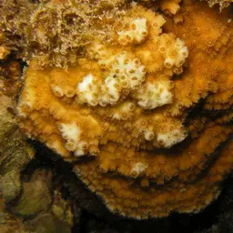 Ocellated Brain Coral, photo 3