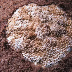 Ocellated Brain Coral, photo 4