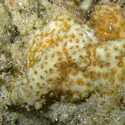 Ocellated Brain Coral, photo 6