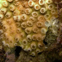 Ocellated Brain Coral, photo 7