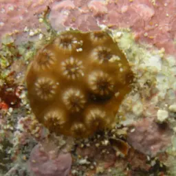 Ocellated Brain Coral, photo 8
