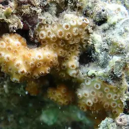 Ocellated Brain Coral, photo 9
