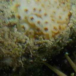 Ocellated Brain Coral, photo 10