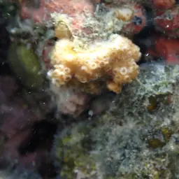 Ocellated Brain Coral, photo 11