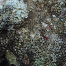 Ocellated Brain Coral, photo 12