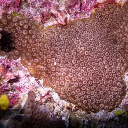 Lesser Knob Coral, photo 2