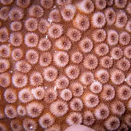 Lesser Knob Coral