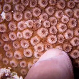 Lesser Knob Coral, photo 3