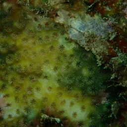 Lesser Knob Coral, photo 4