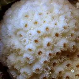 Lesser Knob Coral, photo 5