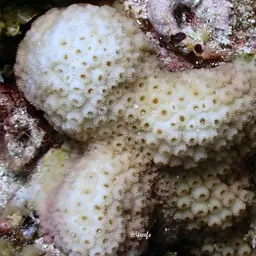 Lesser Knob Coral, photo 6