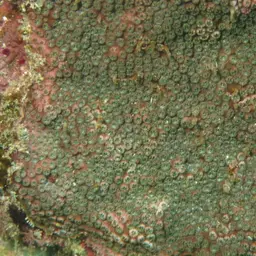 Lesser Knob Coral, photo 7