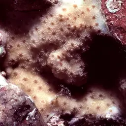 Lesser Knob Coral, photo 8