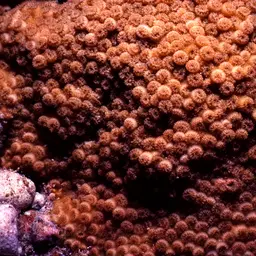 Lesser Knob Coral, photo 9