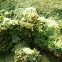 Lesser Knob Coral, photo 11