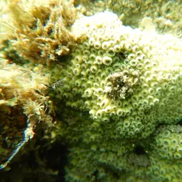 Lesser Knob Coral, photo 12