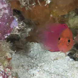 Oblique-lined Dottyback, photo 1