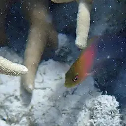 Oblique-lined Dottyback, photo 2