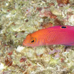 Oblique-lined Dottyback, photo 3